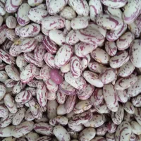 نخود لوبیا قرمز لوبیا سفید لوبیا چیتی|عمده‌فروشی|فامنین, |دیوار