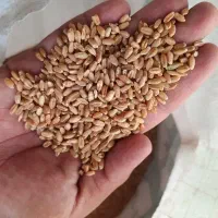 گندم|خوردنی و آشامیدنی|بختگان, |دیوار