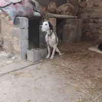 توله پویینتر انگلیس|سگ|مینودشت, |دیوار