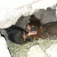 فروش مرغ کرک محلی اصل