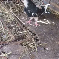 کبوتر|پرنده|آبدانان, |دیوار