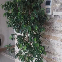 درختچه بنجامین 170 سانتی|گل و گیاه طبیعی|کرج, گلشهر|دیوار