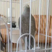 فروش فوری جوجه عروس هلندی|پرنده|مشهد, جاهد شهر|دیوار