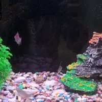 ماهی آکواریوم