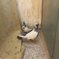 سینه دمسیاه زغالی عطیقه|پرنده|تهران, یافتآباد|دیوار