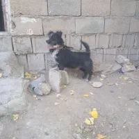 سگ پاپی فروشی قیمت توافقی.|سگ|زنده رود, |دیوار