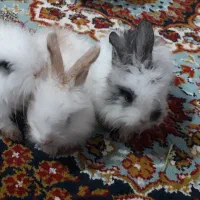 بچه خرگوش لپ پشمالو زیبا خوشگل|موش و خرگوش|زاهدان, |دیوار