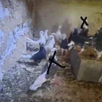 تعدادی کبوتر