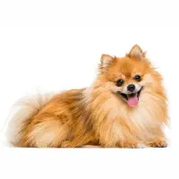 دو سگ نژاد دار