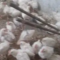 جوجه خروس|حیوانات مزرعه|خان ببین, |دیوار