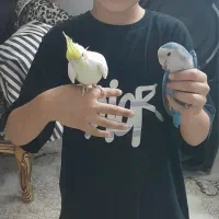 عروس هلندی وطوطی،برزیلی با قغس|پرنده|شهریار, شهرک شاهد|دیوار