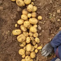 سیب زمینی جلی بذری مدل 402