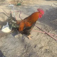 مرغ و خروس