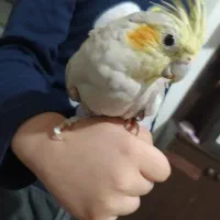 عروس هلندی دستی|پرنده|مشهد, خین عرب|دیوار