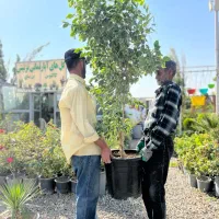 درخچه بنجامین ۲ متری ۳ تومان|گل و گیاه طبیعی|تهران, شهرک استقلال|دیوار