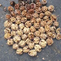 گردوی کاغذی خوش تعم