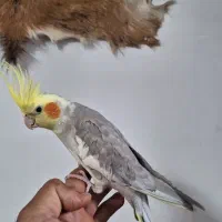 جفت عروس هلندی سخنگو|پرنده|حمیدیا, |دیوار