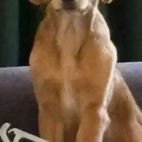 سگ نژاد گلدن ماده ۶ ماهه، فوق‌العاده آروم و مهربون|سگ|برخوار, |دیوار