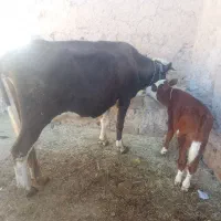 گاو گوساله جوان|حیوانات مزرعه|باوله, |دیوار