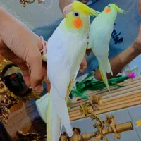 عروس هلندی لوتینو ماده بالغ کاملا دستی|پرنده|مشهد, کوی المهدی|دیوار