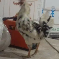 خروس گلین|حیوانات مزرعه|جوانرود, |دیوار