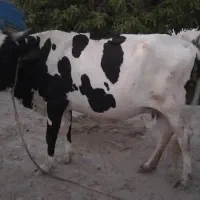 گاو ماده شیری آبستن