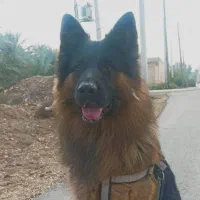 ژرمن نر