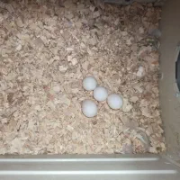 عروس هلندی ماده نژاد گل باقالی مست|پرنده|اراک, |دیوار