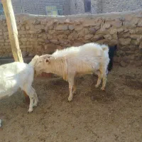 با سلام نربز سانن به فروش می‌رسد قیمت 20میلیون|حیوانات مزرعه|طاغنکوه, |دیوار