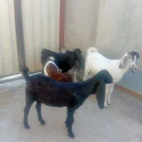 سلام دوستان 5راس بزغاله ویک راس بز داشتی و توقلی|حیوانات مزرعه|انبارآلوم, |دیوار