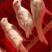 قناری|پرنده|قزوین, |دیوار