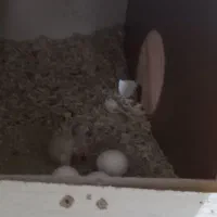 کبوتر زاغ دم سفید