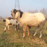 یک عدد بز تکه ۳ساله وزن بلای ۱۰۰کیلو وبره