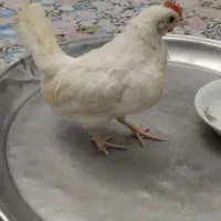 جوجه خروس جینی|حیوانات مزرعه|رشت, پیرکلاچای|دیوار