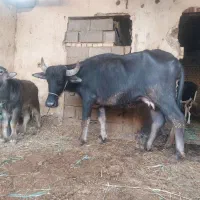 گاومیش شیری با گوساله
