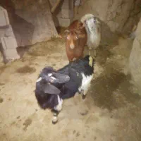 بز نر و ماده|حیوانات مزرعه|قروه, |دیوار