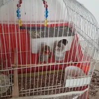 یک جفت کوتوله