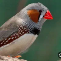 فروش ۳ عدد فنچ نر