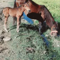 ماده یان وکره|اسب و تجهیزات اسبسواری|گرگان, |دیوار