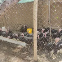 سینه پهن بوقلمون