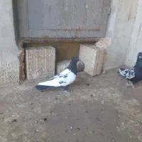 طوقی جفتی و|پرنده|اقبالیه, |دیوار