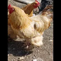 امپراتوری و مینیاتور و مرغ محلی