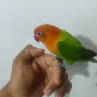 یک عدد کوتوله