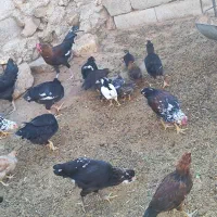 مرغ گلین