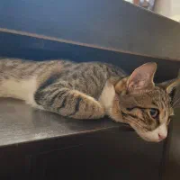 گربه واگذاری|گربه|ورامین, ورامین|دیوار