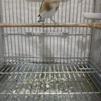 جوجه قفس سهره های قرص بخون گل بلند|پرنده|اصفهان, گرکان|دیوار