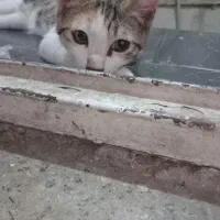 گربه واگذاری