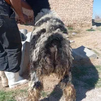 بره قوچی|حیوانات مزرعه|مرودشت, مسکن مهرگان|دیوار