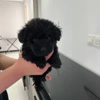 توله پودل|سگ|کرج, شهرک بنفشه|دیوار