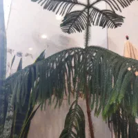 کاج مطبق یکونیم متری|گل و گیاه طبیعی|کاشمر, |دیوار